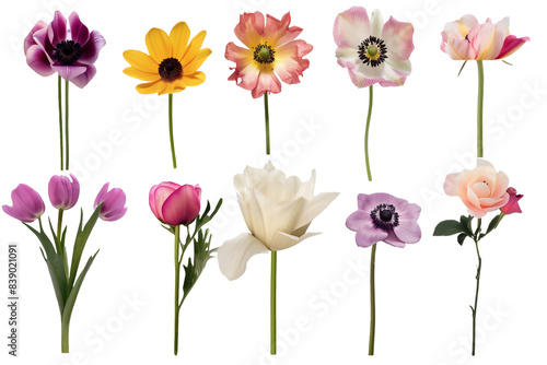 Collection of flowers isolated on transparent background © Tohamina