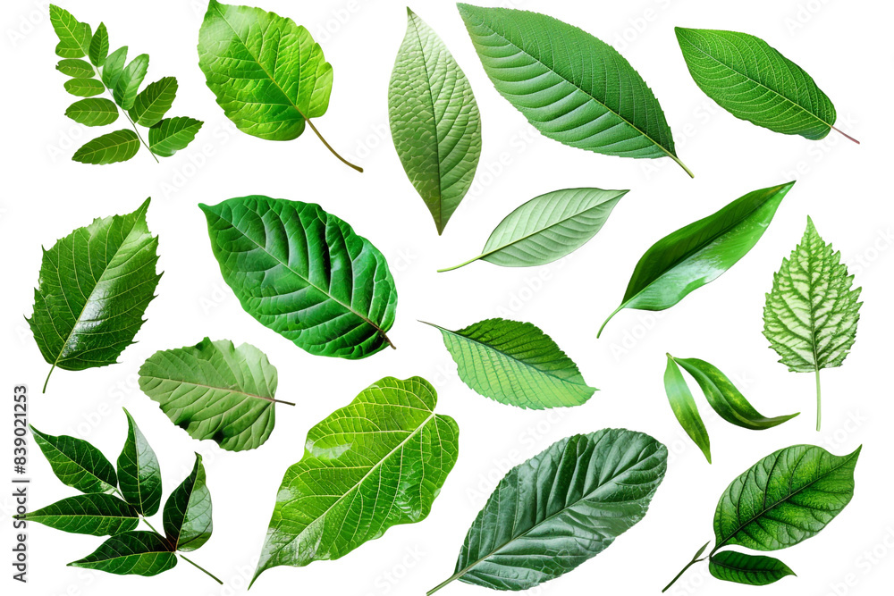 Collection of green leaves isolated on transparent background Collection of green leaves isolated on transparent background