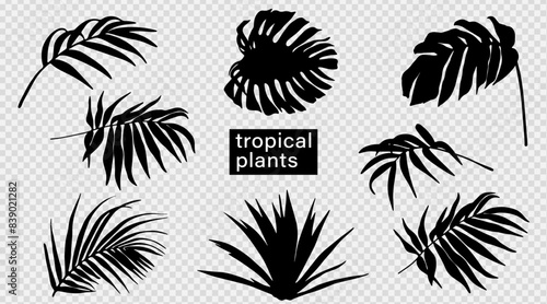 Silhouette, outline or shadow of various tropical plants. Monstera outline, palm branch, cactus.