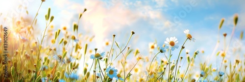 Nature grass and flower background