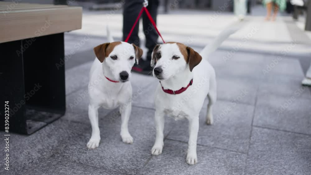 Two cute dogs are looking at the camera, wagging their tails happily. The owner is walking his pets in the city, enjoying the sunny day. Two cute dogs are looking at the camera, wagging their tails happily. The owner is walking his pets in the city, enjoying the sunny day.