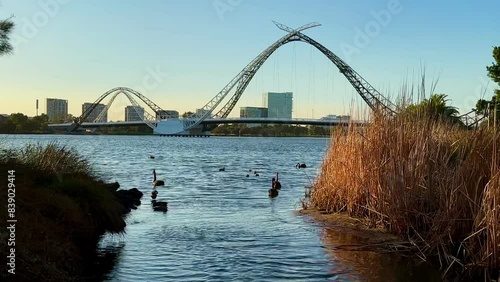 Black Swans on Swan River, Perth with Matagarup Bridge, early morning, centralised shot. photo