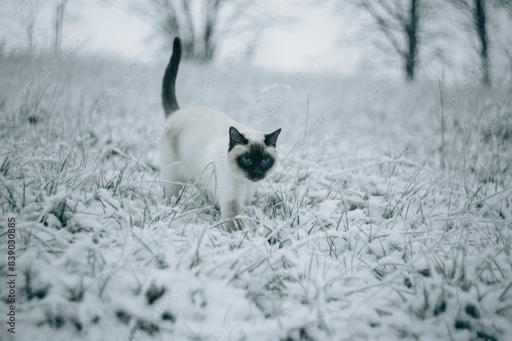 Fototapeta premium Siamese cat walking on snowy meadow