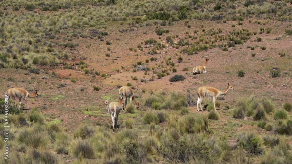 A group of Andean vicuñas enjoying a beautiful sunny day. A group of Andean vicuñas enjoying a beautiful sunny day.