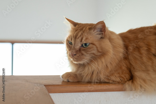 高い所でくつろぐ猫 茶トラ猫