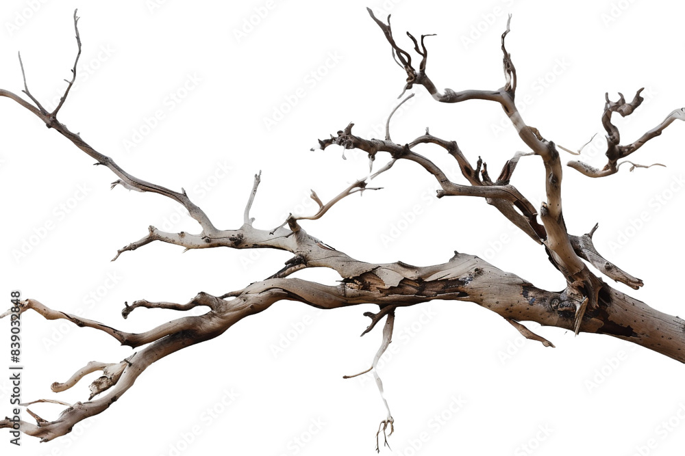 Dead branch isolated on transparent background Dead branch isolated on transparent background