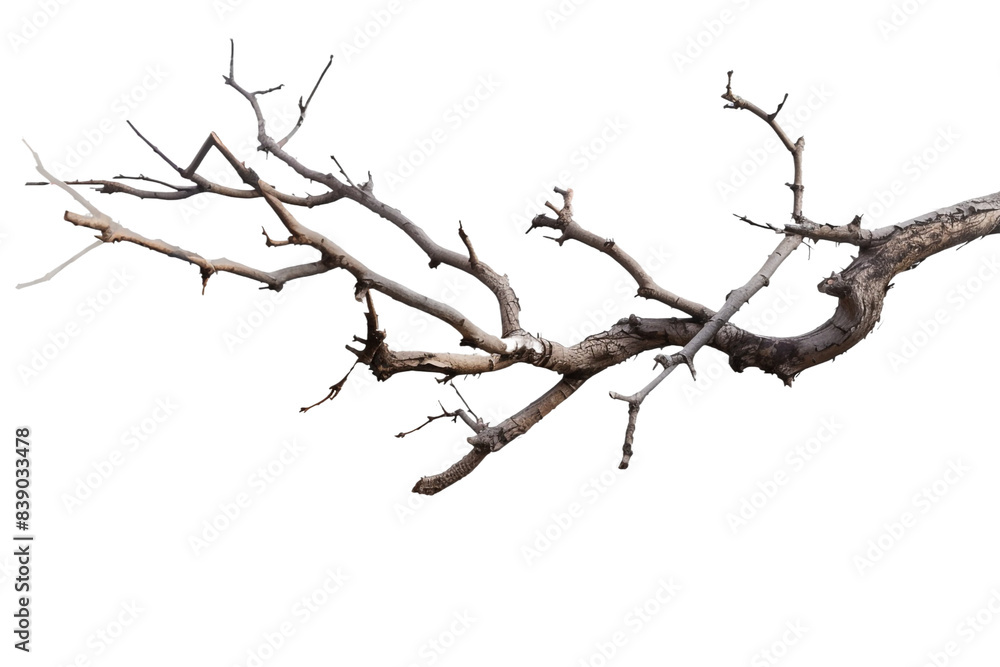 Dead branch isolated on transparent background Dead branch isolated on transparent background