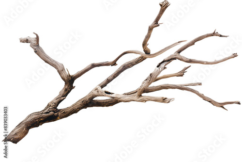 Dead branch isolated on transparent background