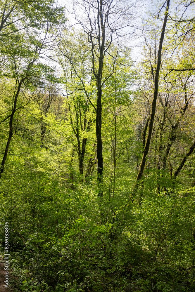 Green leaves against the blue sky under the sun. Summer forest landscape. Green leaves against the blue sky under the sun. Summer forest landscape.