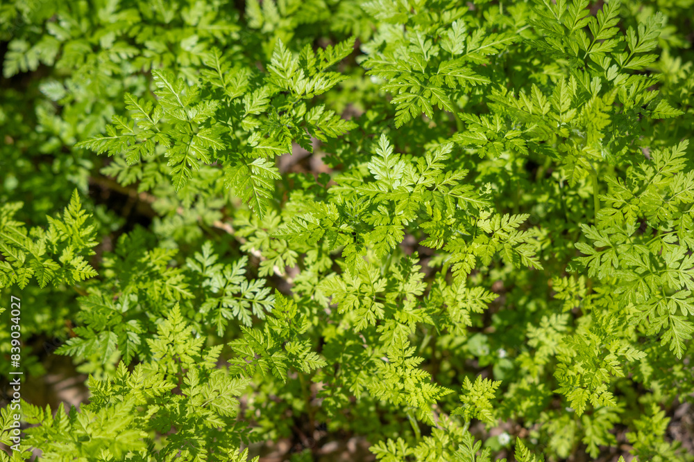 green tree leaves close-up on blurred bokeh background green tree leaves close-up on blurred bokeh background