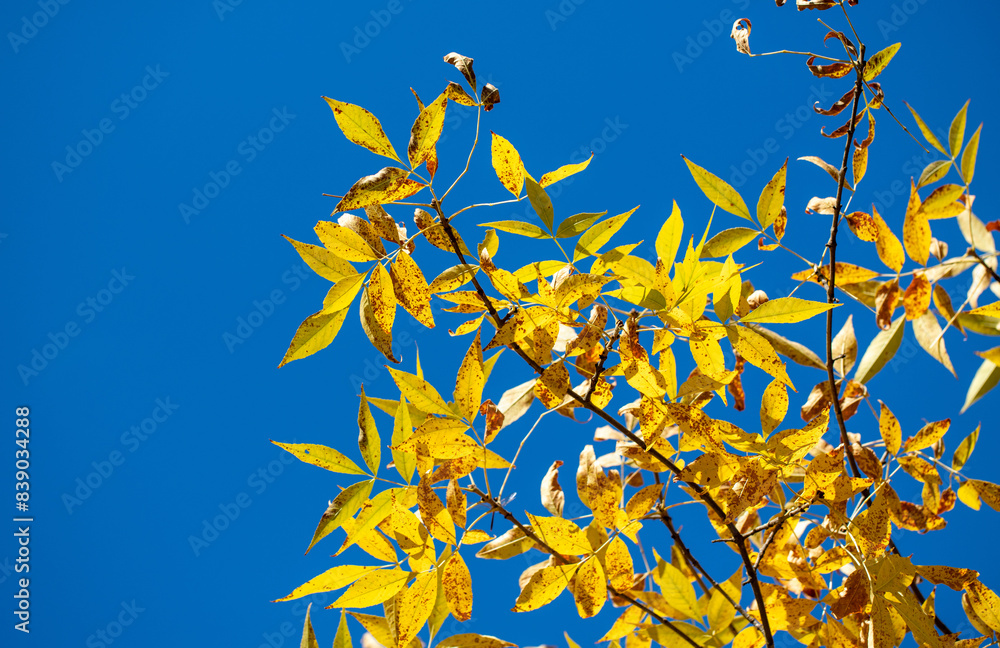Yellow autumn leaves close-up against the sky, autumn landscape Yellow autumn leaves close-up against the sky, autumn landscape