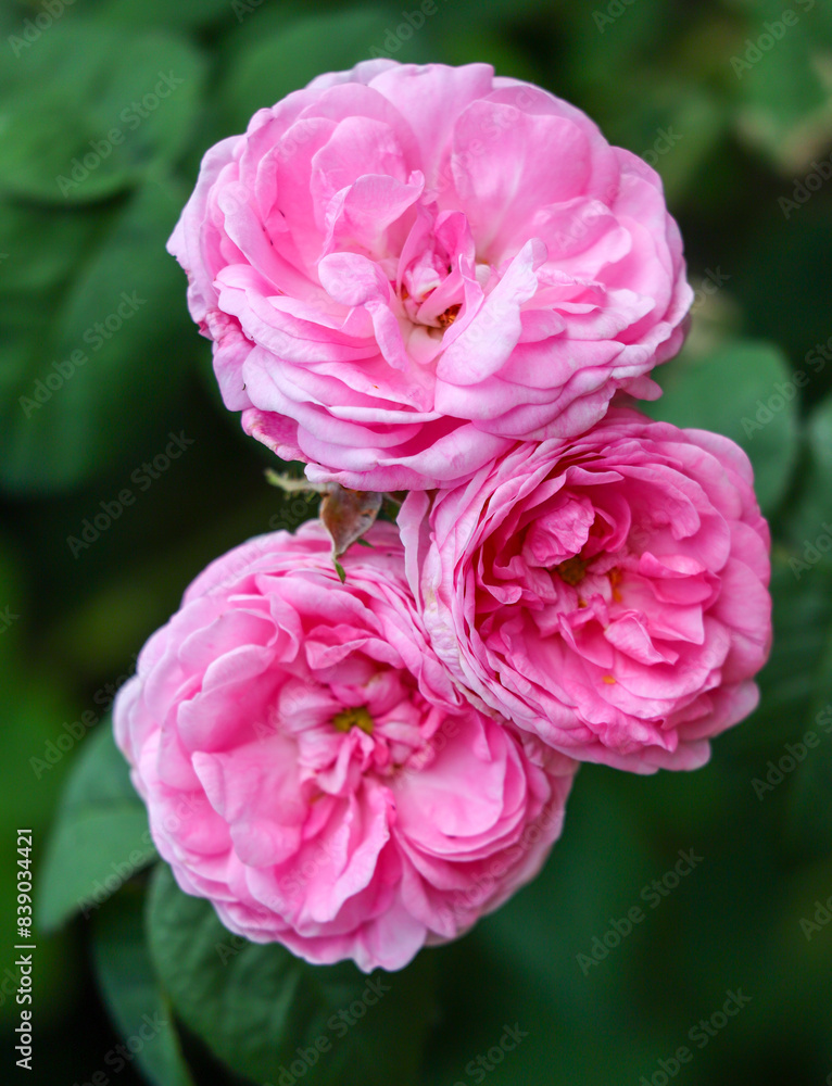 flowers rose close-up on a bush in nature flowers rose close-up on a bush in nature