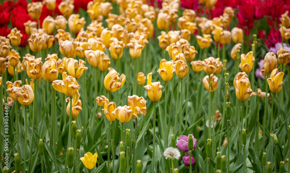 bright plants flowers in nature bright plants flowers in nature
