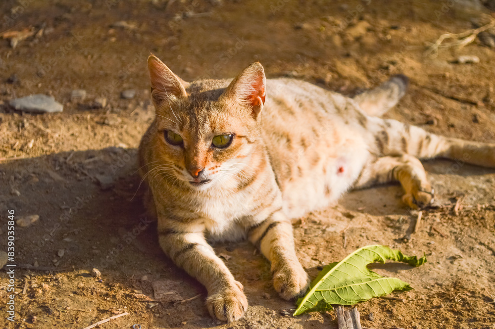 Naklejka premium Brown pregnant cat lying down on ground