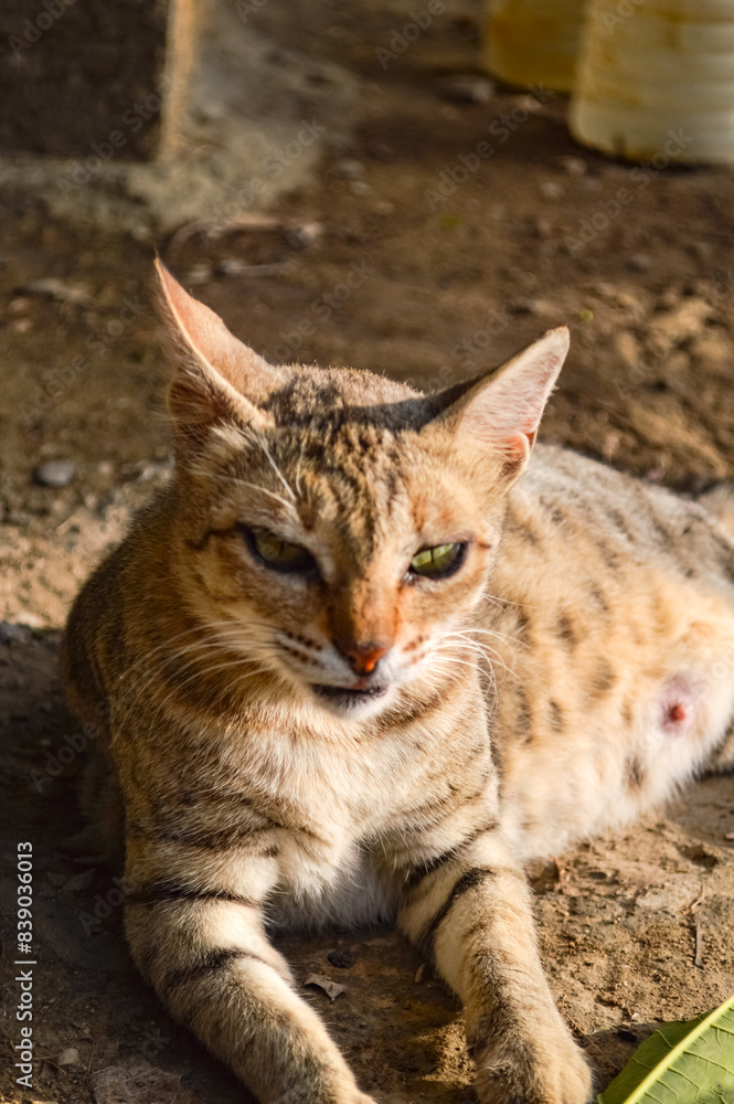 Obraz premium Close up fat kitten, portrait of a cat