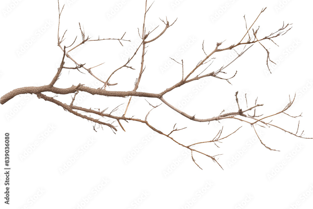 Dry branch isolated on transparent background Dry branch isolated on transparent background