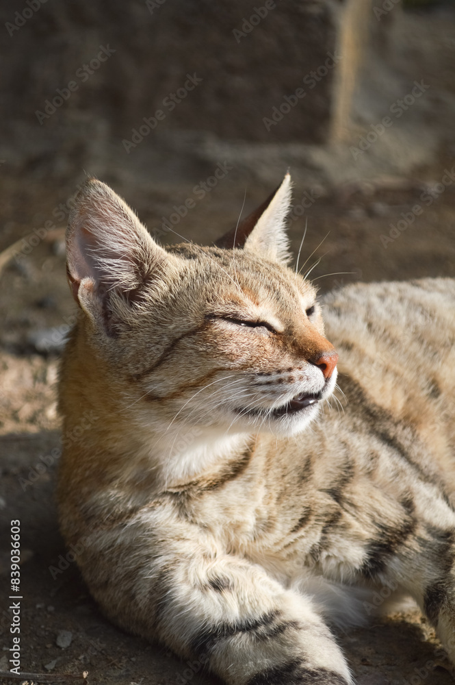 Cute mother kitten relaxing in garden, portrait of a pregnant cat Cute mother kitten relaxing in garden, portrait of a pregnant cat