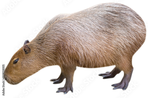 Capybara on transparent background, PNG image