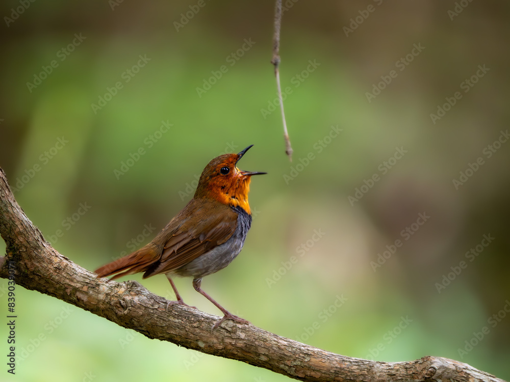 Fototapeta premium 森の中で枝に留まってさえずっているコマドリの雄