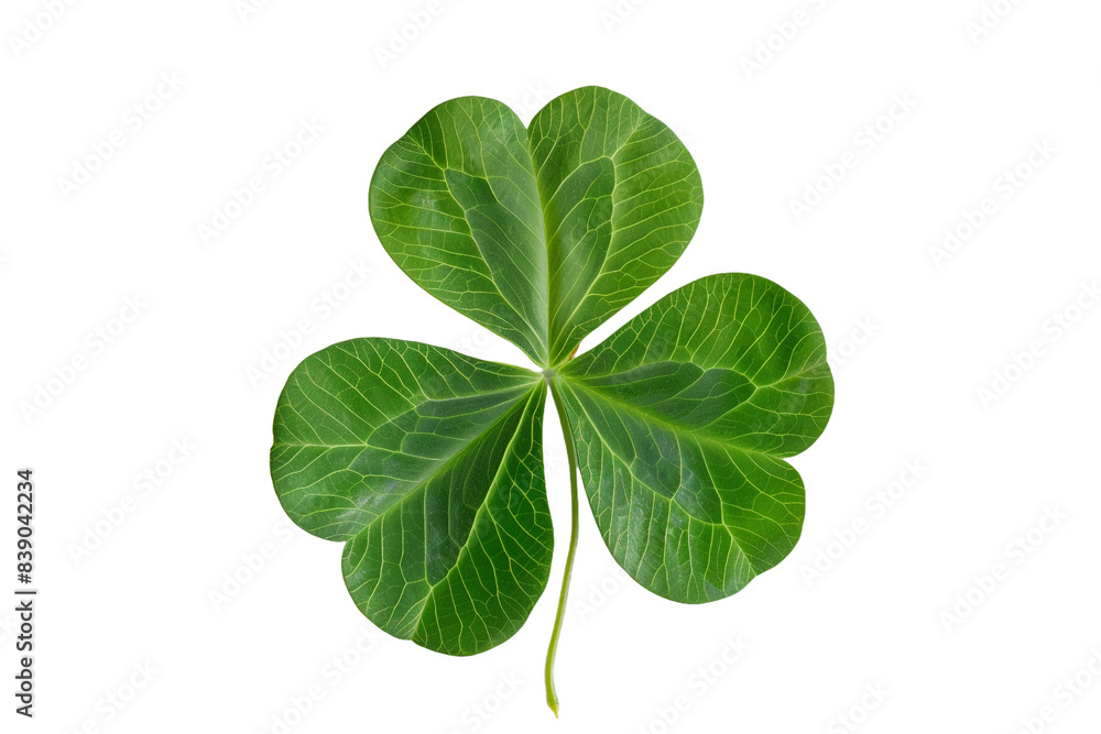 Five leaf clover isolated on transparent background Five leaf clover isolated on transparent background