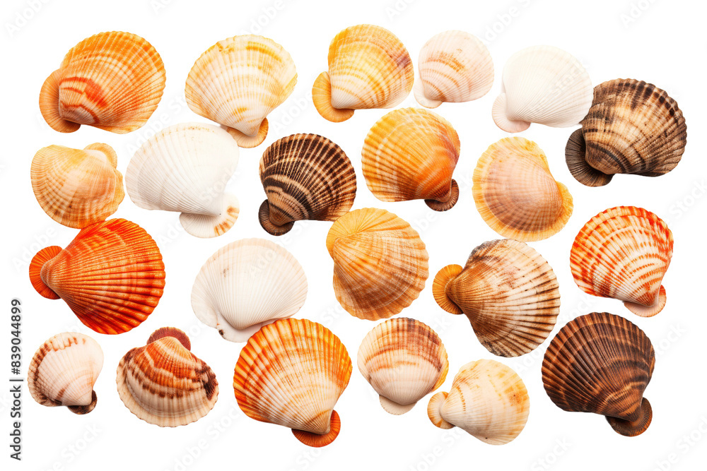 Symphony of Shells on a White or Clear Surface PNG Transparent Background.. Symphony of Shells on a White or Clear Surface PNG Transparent Background..