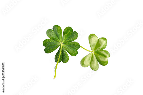 Four leaf clover isolated on transparent background © Tohamina