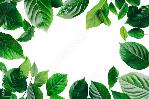 Frame of leaves isolated on transparent background