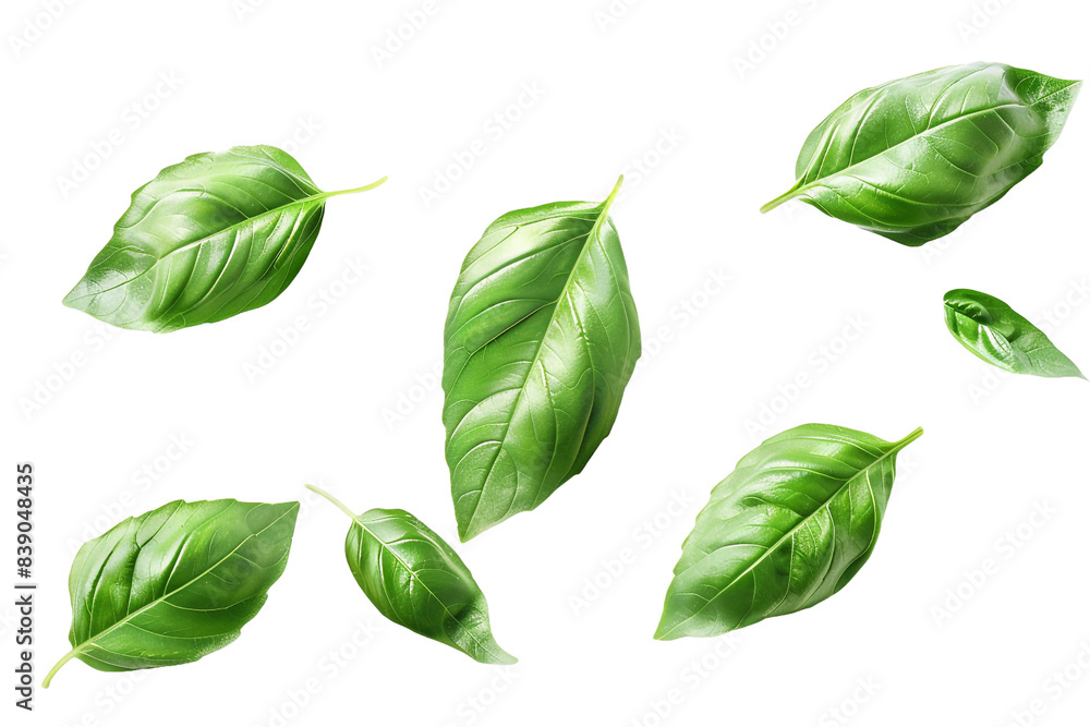 Fresh basil leaves isolated on transparent background Fresh basil leaves isolated on transparent background