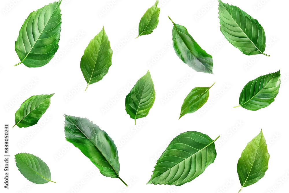 Fresh green leaves isolated on transparent background Fresh green leaves isolated on transparent background