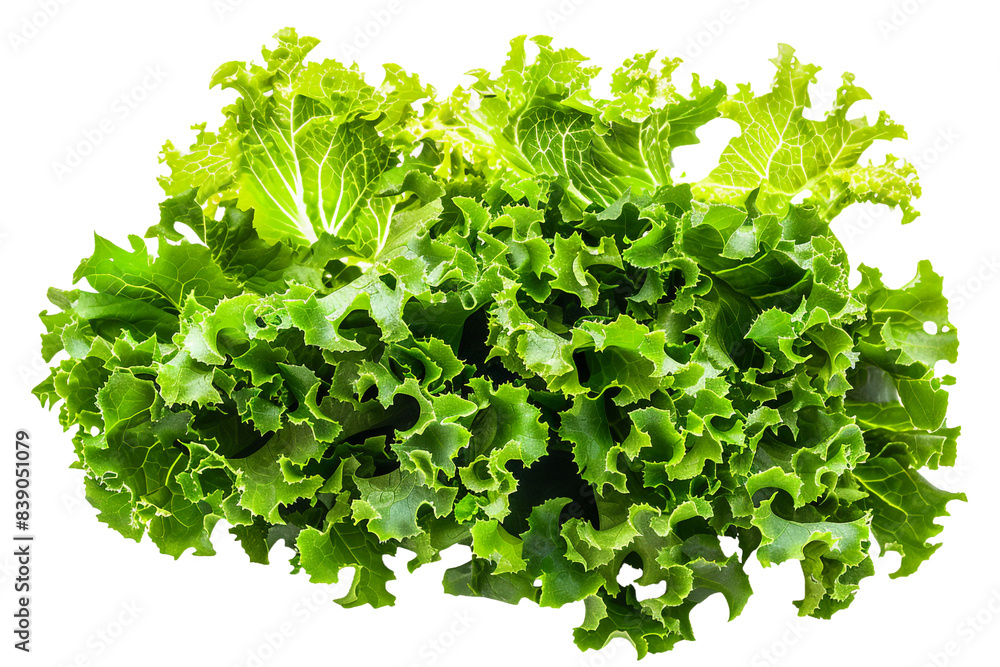 Obraz premium Fresh green lettuce isolated on transparent background