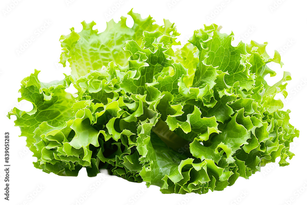 Fresh green lettuce isolated on transparent background Fresh green lettuce isolated on transparent background