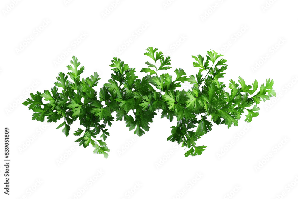 Fresh herbs isolated on transparent background Fresh herbs isolated on transparent background