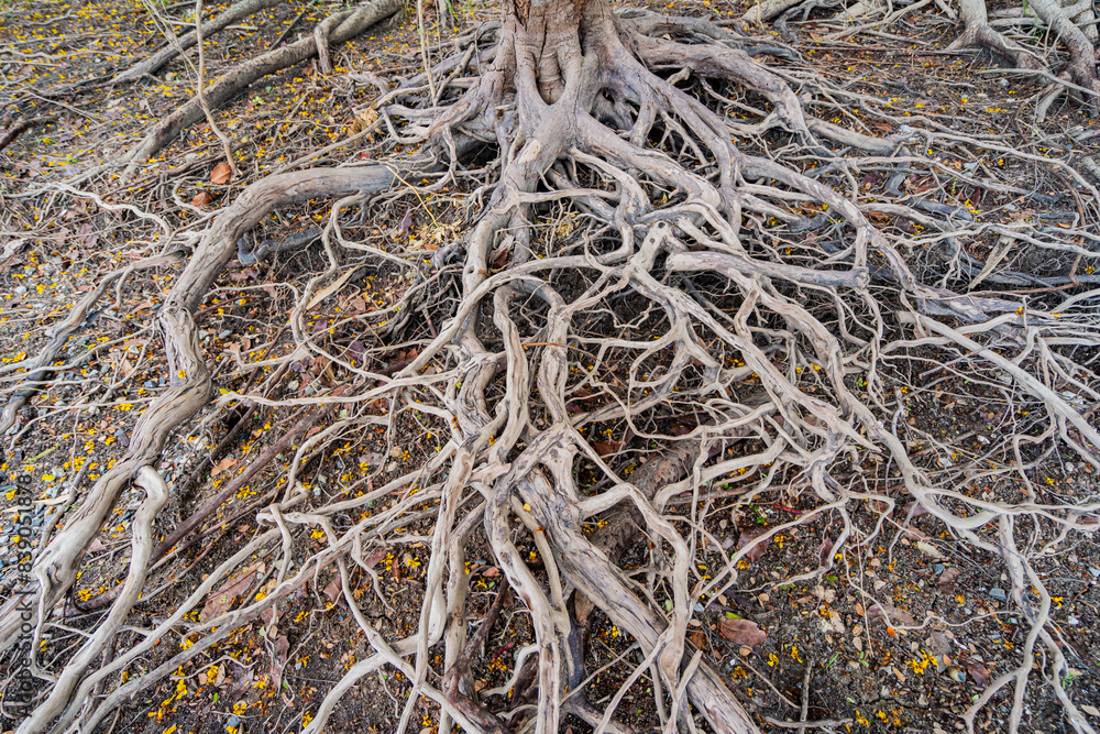 A dead tree stump with dry roots A dead tree stump with dry roots