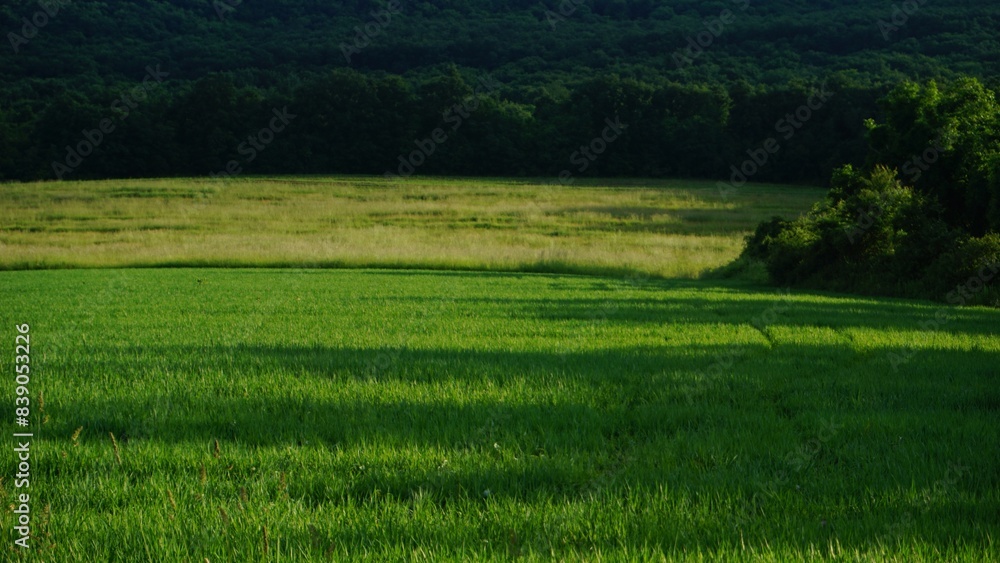 Obraz premium fields