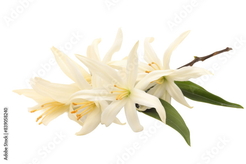 Ethereal Elegance: A White Flower and Green Leaves Dance on a Blank Canvas on a White or Clear Surface PNG Transparent Background..