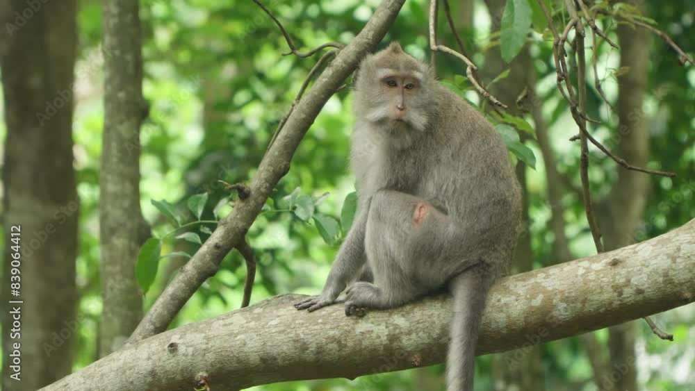 Ubud Monkey Forest Crab-eating Macaque (Macaca fascicularis), also known as the long-tailed macaque cynomolgus monkey. Famous Tourist Destination in Ubud, Bali, Indonesia.