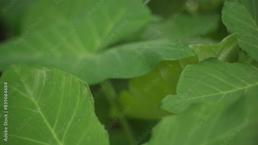 leaf texture with blurry background leaf texture with blurry background