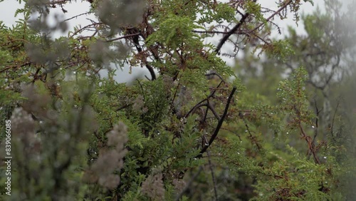 Narrow focal length of exotic plant in los paramos de el pedregal, mejia canton, province of pichincha, ecuador