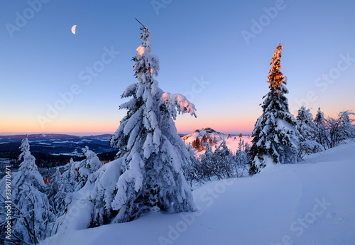 Germany, Bavaria, Bavarian Forest in winter, Great Arber, snow-capped spruces in the morning