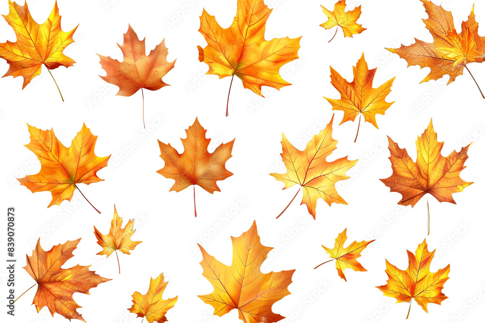 Golden autumn leaves isolated on transparent background Golden autumn leaves isolated on transparent background