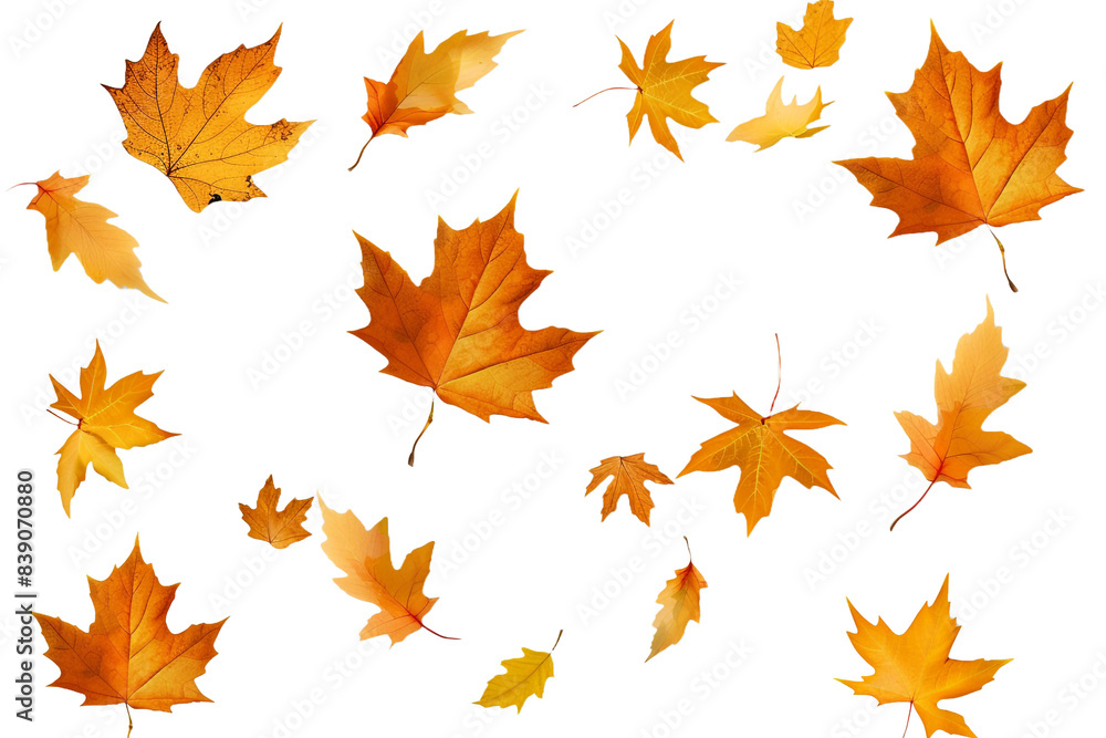 Golden autumn leaves isolated on transparent background Golden autumn leaves isolated on transparent background