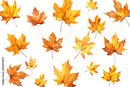 Golden autumn leaves isolated on transparent background