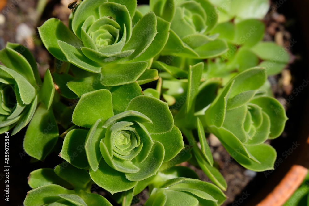 Aeonium balsamiferum en gros plan Aeonium balsamiferum en gros plan