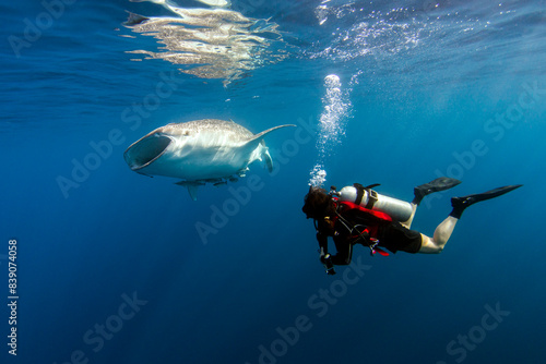 Indonesia, Papua, Cenderawasih Bay, diver watching Whale shark photo