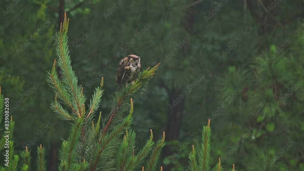 Great Horned Owl Perching On Top Of Pine Tree In Woods Of Piedmont Great Horned Owl Perching On Top Of Pine Tree In Woods Of Piedmont