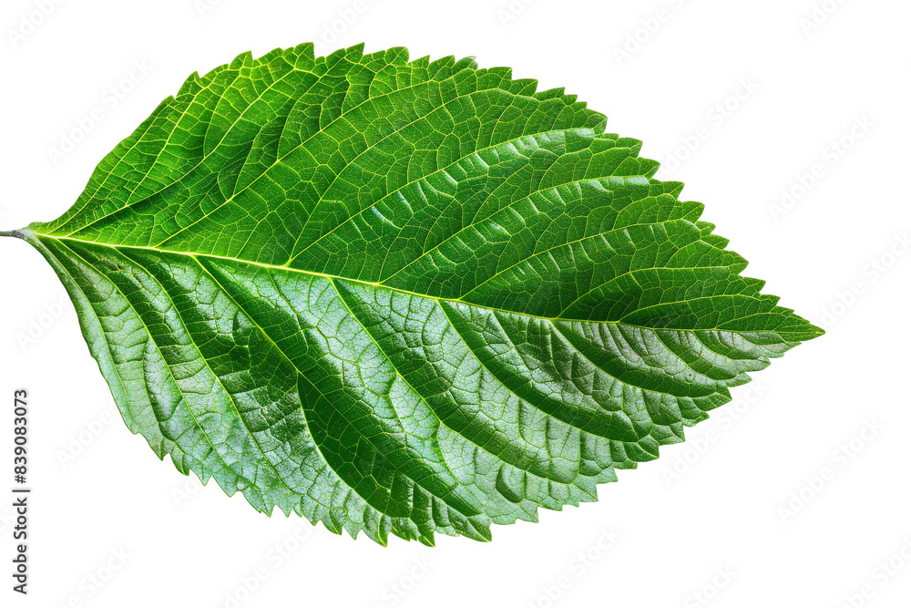 Green leaf with water drops isolated on transparent background Green leaf with water drops isolated on transparent background