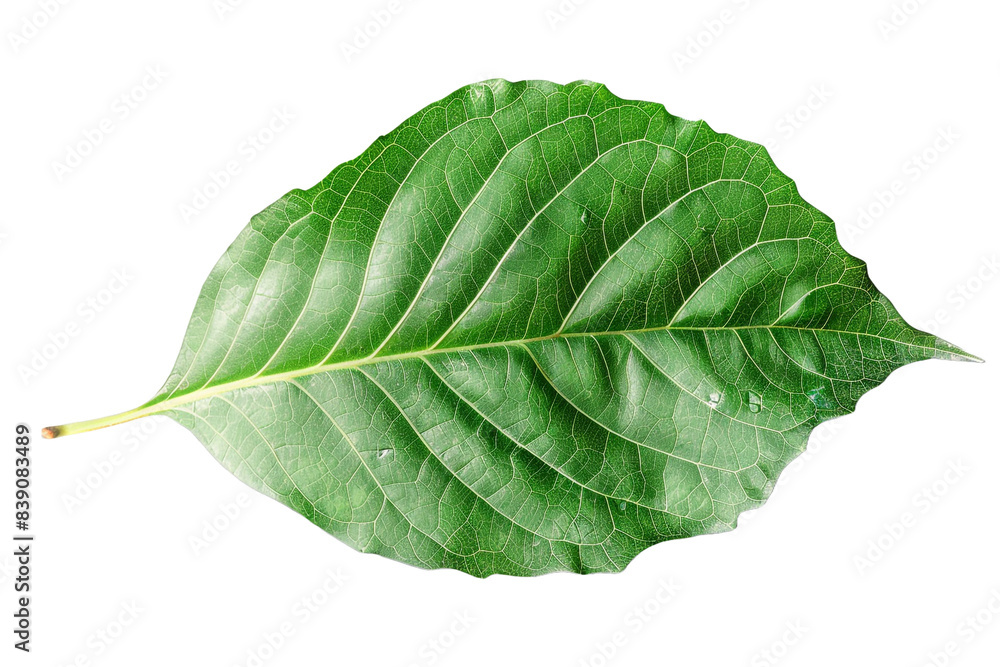Obraz premium Green leaf with water drops isolated on transparent background