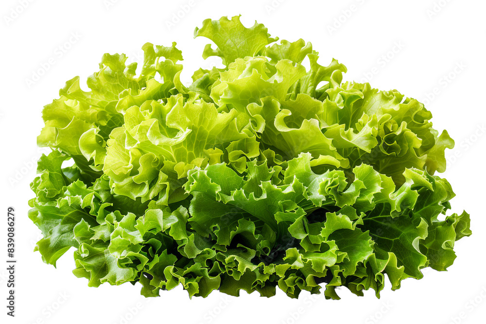 Green lettuce top view isolated on transparent background Green lettuce top view isolated on transparent background