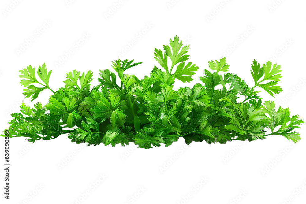 Obraz premium Green parsley isolated on transparent background