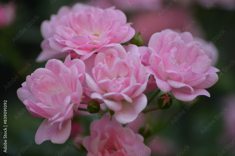 Nahaufnahme pink blühender Rosen in ihrer natürlichen Umgebung Nahaufnahme pink blühender Rosen in ihrer natürlichen Umgebung